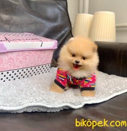 Boo Pomeranian Yavrular 4