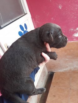 Labrador Retriever Yavrularımız 4