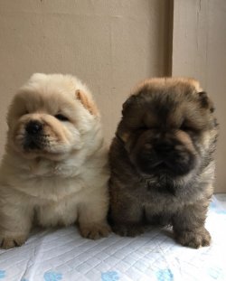 CHOW CHOW ÇİN ASLANI YAVRULARIMIZ 1