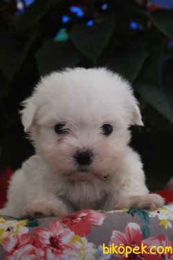 Kar Beyaz Maltese Terrier Yavrularımız Geldi 1