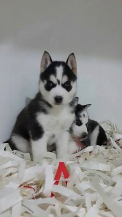 SİBİRYA HUSKY YAVRUSU 2