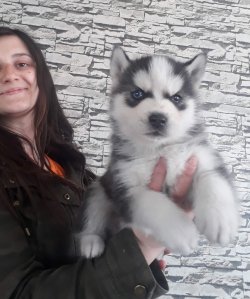 Masmavi Gözlü Husky Yavrularımız 5
