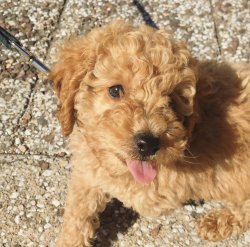Tüy Dökmeyen Nadir Bulunan Dişi Toy Poodle Yavrumuz 1