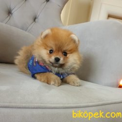 Pomeranian Boo Teddy Bear Yavrular 4