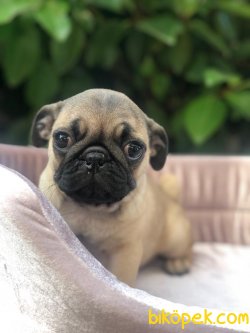 Süper Kalite Cream Color Simit Kuyruk Pug Yavrularımız Geldi 2