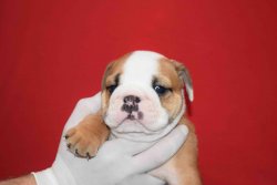 Satılık Ingiliz Buldog 5