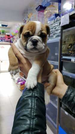 ENGLİSH BULDOG YAVRUSU 2