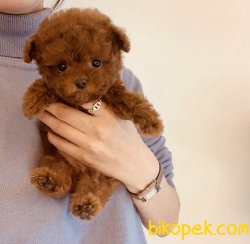 Toy Poodle Teacup Mini Yavrularımız 2