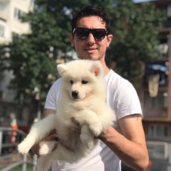 Samoyed Yavruları 1