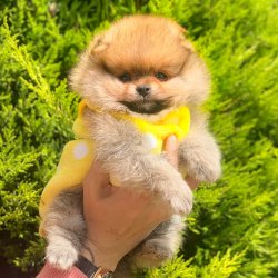 Pasaportlu Karneli Pomeranian Boo Yavrularımız 5