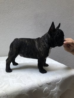 Fcı A Class Secereli Belgeli Show Kalite French Bulldog Yavruları 2