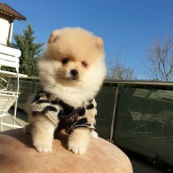Pomeranian Boo Teddy Bear Yavrumuz 5