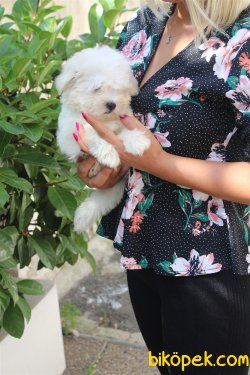 Süper Kalite Kartopu Gibi Maltese Terrier Bebekler Geldi 4