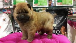 CHOW CHOW YAVRUSU SATILIK 3
