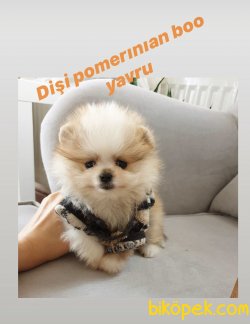 Safkan Pomerınıan Boo Yavrular 3