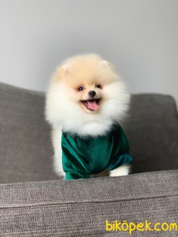 Teddy Face Minyatur Pomeranian Boo Yavrularimiz 3
