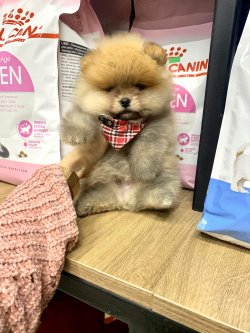 Pomeranian Boo Gülen Suratlı Yavrularımız 5