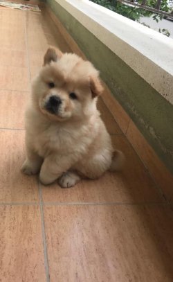 Satılık Safkan Chow Chow Çin Aslanı Yavruları Afyondan 1