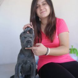 Üst Kalite Cane Corso Yavrularımız Çiftlikten 2