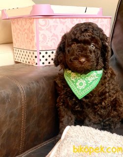 Çikolata Toy Poodle Yavrular 1