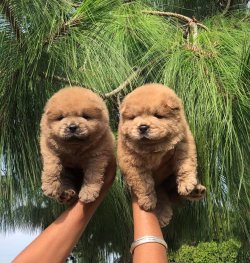 Ruhsatlı Köpek Çiftliğinden A Kalite CHOW CHOW Yavru 3