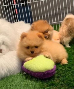 Orji̇nal Pomerani̇an Boo Yavrularımız 2