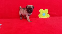 Satılık Pug Yavrularım 1