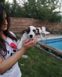 Renk Güzeli Jack Russell Yavrularımız Küçükırk 2