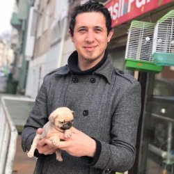 Pug Mops Yavruları 2