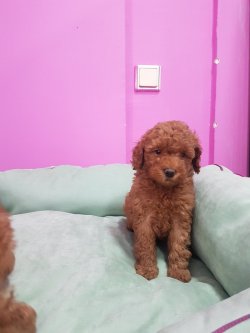 Red Poodle 1