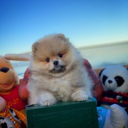 3 Aylık Orijinal Renk PomeranianBoo Kızımız 2