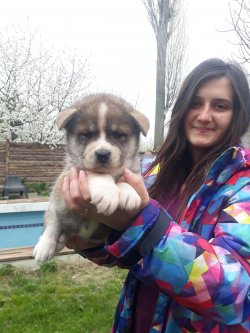 Çiftliğimizden Akita İ̇nu Yavrularımız 3