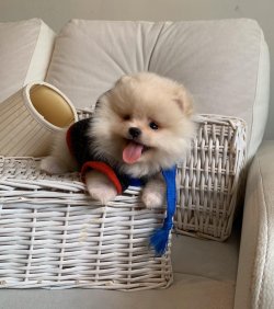 POMERANİAN BOO YAVRULARİMİZ 3