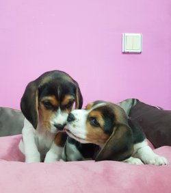 Beagle Yavrularımız 3