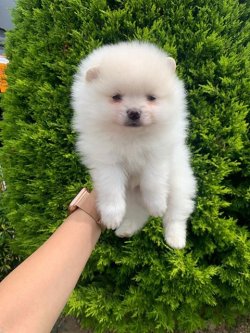 Orji̇nal Pomerani̇an Boo Yavrularımız 1