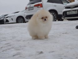 IRK BELGELİ BOO POMERANİAN YAVRU VE YETİŞKİN KÖPEKLERİMİZ 2