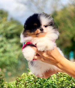 Orji̇nal Pomerani̇an Boo Yavrularımız 3