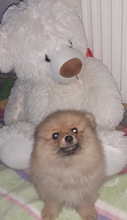 Üreticiden Mükemmel Safkan Irk Garantili Pomeranian Yavrularimiz 3