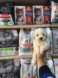 KAR BEYAZ MALTESE TERRİER YAVRUMUZ ANKARA PET SHOP TA 3