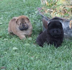 Kızıl Chow Chow Çin Aslanı Yavruları 5
