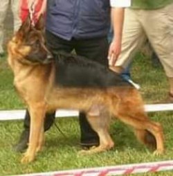 SECERELİ ALMAN ÇOBAN KÖPEĞİ 4