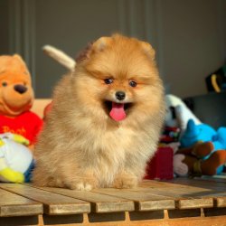 Orijinal TeddyBear Yüz Yapısına Sahip PomeranianBoo Oğlumuz 3