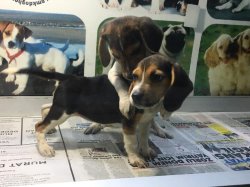 Mükemmel Beagle Yavrularımız 2