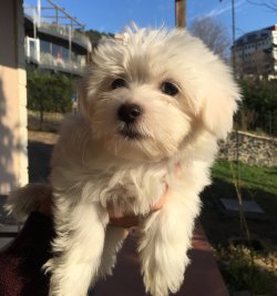 Safkan Maltese Yavrular 5