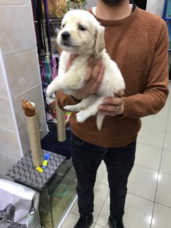 GOLDEN RETRIEVER YAVRULARIMIZ 1