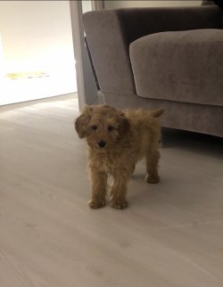 Mini Minnak Toy Poodle 1