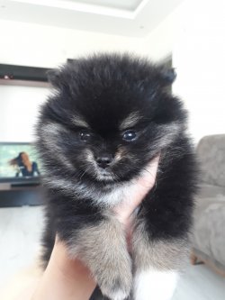Sahibinden Pomeranian 1