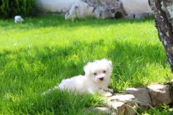 Tea Cup Maltese Terrier Yavrulari 2