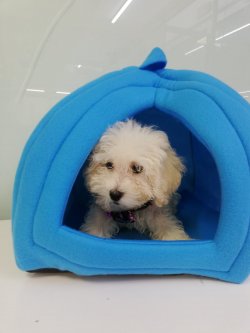 Maltese Ve Poodle Melezi Maltipoo Yavrular 1