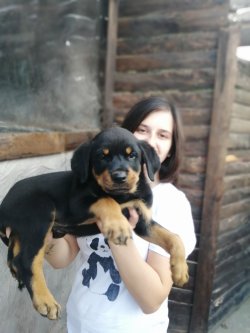 Rottweiler Yavruları Koca Kafa 1